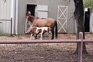 613 Bone Rd, Valley Mills, TX 76689 - Photo 29