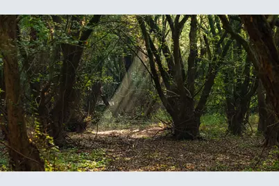 Tbd C R 354, Winona, TX 75792 - Photo 7