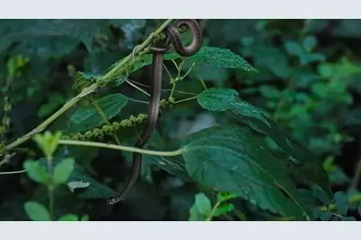 Tbd C R 354, Winona, TX 75792 - Photo 29