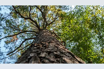 Tbd C R 354, Winona, TX 75792 - Photo 23