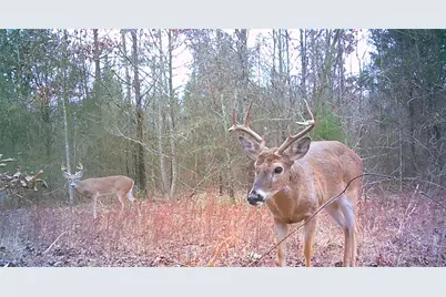 00 Mistletoe Road, Gilmer, TX 75644 - Photo 3