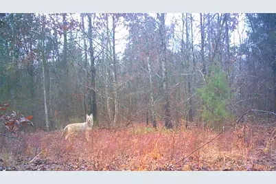 00 Mistletoe Road, Gilmer, TX 75644 - Photo 25