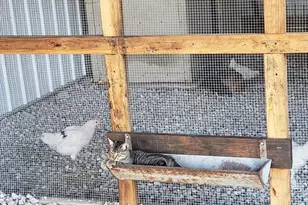 2611 Zachary Dr, Blue Ridge, TX 75424 - Photo 33