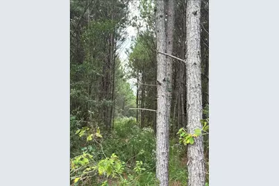 Tbd County Road 1582, Avinger, TX 75630 - Photo 3