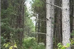 Tbd County Road 1582, Avinger, TX 75630 - Photo 3