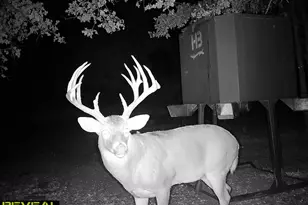 186 Martin Ln, Sadler, TX 76264 - Photo 37