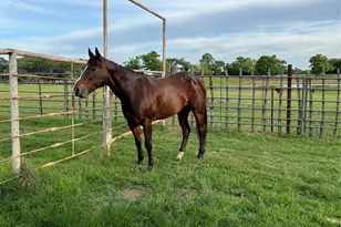 2025 Hwy 112, Eastland, TX 76448 - Photo 29