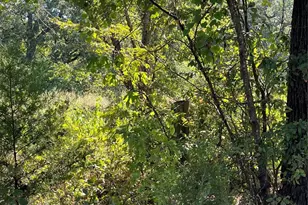 00 Pinewood Dr, Hawk Cove, TX 75474 - Photo 1