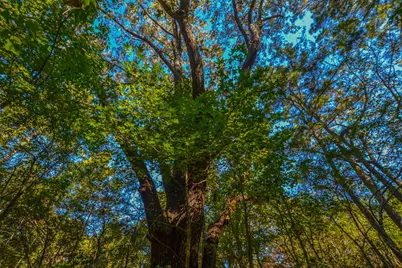 0 Cr-3409, Chandler, TX 75758 - Photo 31