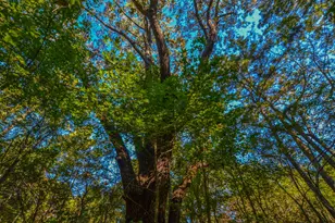 0 Cr-3409, Chandler, TX 75758 - Photo 31