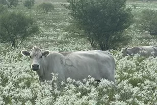 381 Private Road 4512, Decatur, TX 76234 - Photo 3