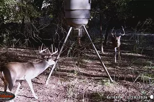 3061 Cyn Rnch Rd, Palo Pinto, TX 76484 - Photo 1