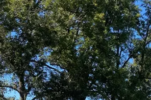 308 N Douglas St, Bogata, TX 75417 - Photo 29