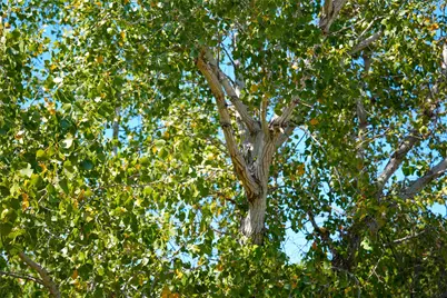 Tbd County Road 4667, Rhome, TX 76078 - Photo 17