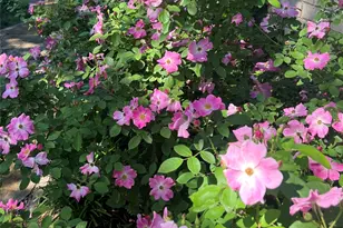 2626 Shoreline Dr, Sherman, TX 75092 - Photo 17