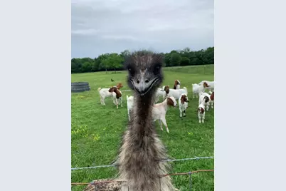 1100 E Rabbit Cove Road, Quinlan, TX 75474 - Photo 9