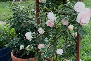 5608 Winifred Dr, Fort Worth, TX 76133 - Photo 27