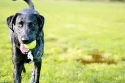 1246 Rio Bravo Road, Justin, TX 76247 - Photo 19