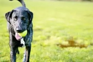 1246 Rio Bravo Rd, Justin, TX 76247 - Photo 19