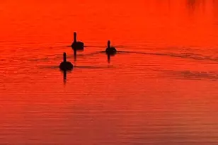 1165 Clearwater Dr, Frisco, TX 75036 - Photo 39