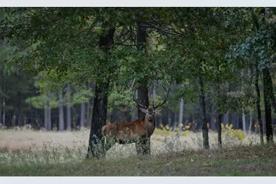 401 Leather Shop Road, Karnack, TX 75661 - Photo 9