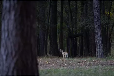 401 Leather Shop Road, Karnack, TX 75661 - Photo 23