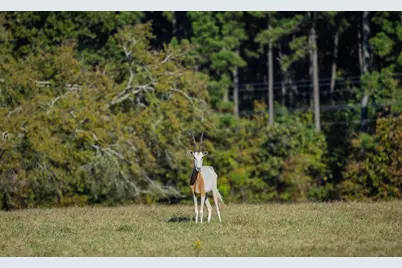 401 Leather Shop Road, Karnack, TX 75661 - Photo 21