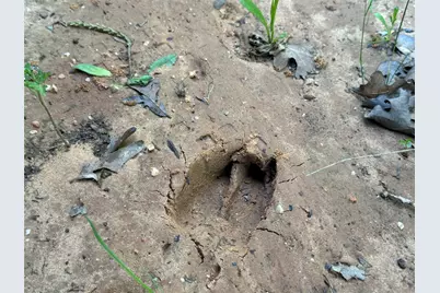 Tbd County Road 1895, Sunset, TX 76270 - Photo 23