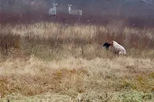 25+ Ac Lcr 102 Rd, Axtell, TX 76673 - Photo 31