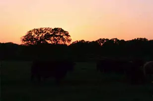 58+ Ac Cr 102 Rd, Axtell, TX 76673 - Photo 39