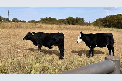 Track 1 County Road 1589, Chico, TX 76431 - Photo 5