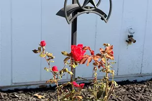 605 N Davis Dr, Arlington, TX 76012 - Photo 11