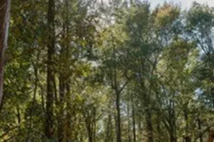 Lot 15 Private Road 5948, Yantis, TX 75497 - Photo 11