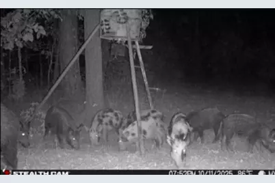 Tbd Stag Road, Gilmer, TX 75644 - Photo 7