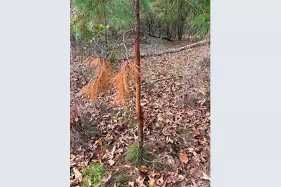 Tbd Stag Road, Gilmer, TX 75644 - Photo 31