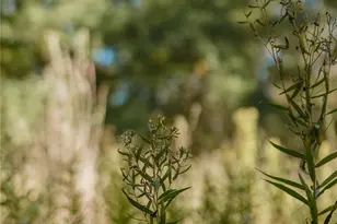 Lot 16 Private Road 5948, Yantis, TX 75497 - Photo 1