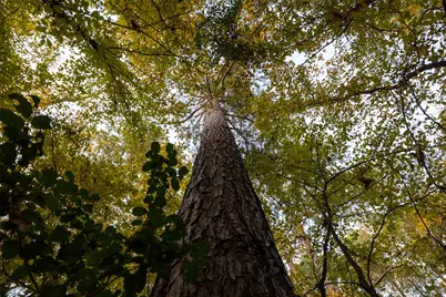 640 County Road 4910, Troup, TX 75789 - Photo 17