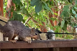 4223 Castle Rock Ct, Irving, TX 75038 - Photo 25