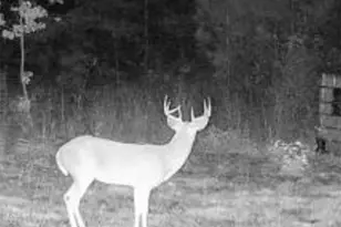 Tbd Cr 1579-1, Avinger, TX 75630 - Photo 13