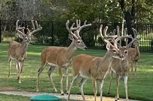 7545 Colton Ln, Pilot Point, TX 76258 - Photo 3