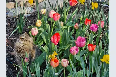 319 S Denton Street, Gainesville, TX 76240 - Photo 35