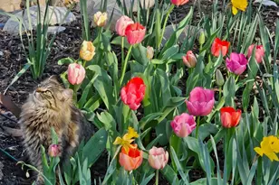 319 S Denton St, Gainesville, TX 76240 - Photo 35