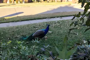 2002 Brianna Ln, Arlington, TX 76001 - Photo 5