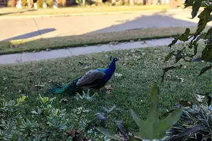 2002 Brianna Ln, Arlington, TX 76001 - Photo 5