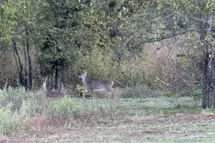 915 Old Stephenville Rd, Hico, TX 76457 - Photo 3