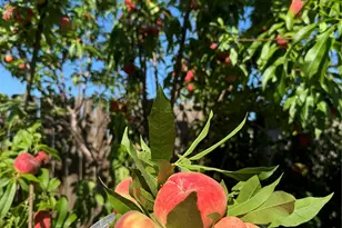 1200 Thicket Dr, Mansfield, TX 76063 - Photo 17