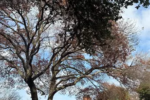 6317 Highgate Ln, Dallas, TX 75214 - Photo 3