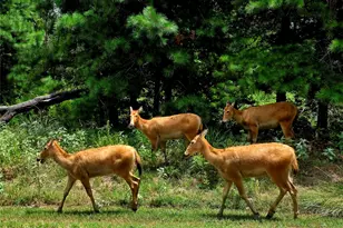 Lot 401 Mallard Way, LaRue, TX 75770 - Photo 27