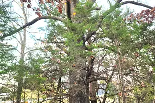 Lot 401 Mallard Way, LaRue, TX 75770 - Photo 9