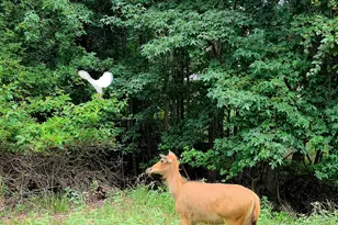 Lot 401 Mallard Way, LaRue, TX 75770 - Photo 25